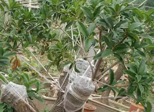 流苏树嫁接桂花技术-会东网