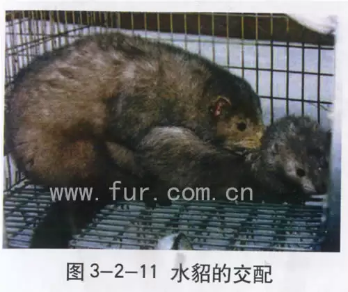 水貂配种注意事项(图文)-会东网