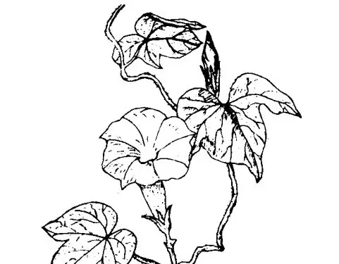 牵牛花-牵牛花的资料-会东网