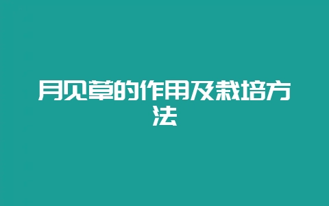 月见草的作用及栽培方法-会东网