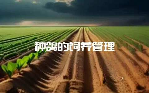 种鸽的饲养管理-会东网