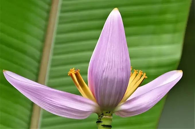 香蕉花和芭蕉花有哪些不同,香蕉花的功效与作用有哪些-会东网