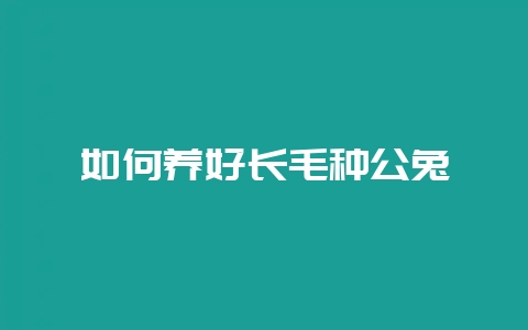 如何养好长毛种公兔-会东网