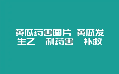 黄瓜药害图片 黄瓜发生乙烯利药害咋补救-会东网