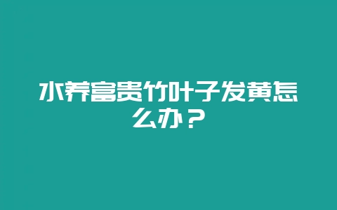 水养富贵竹叶子发黄怎么办？-会东网