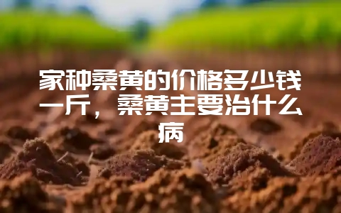 家种桑黄的价格多少钱一斤，桑黄主要治什么病-会东网