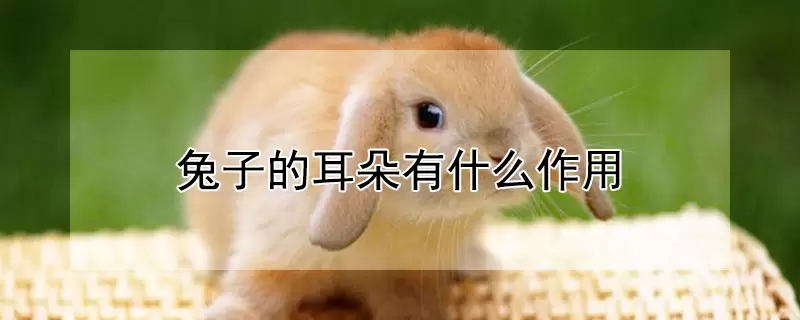 兔子的耳朵有什么作用-会东网