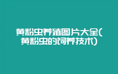 黄粉虫养殖图片大全(黄粉虫的饲养技术)-会东网