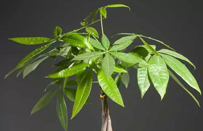 发财树的繁殖方法-会东网