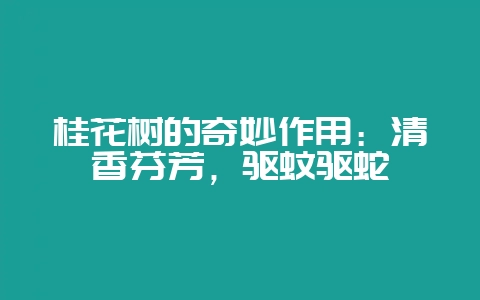 桂花树的奇妙作用:清香芬芳,驱蚊驱蛇-会东网