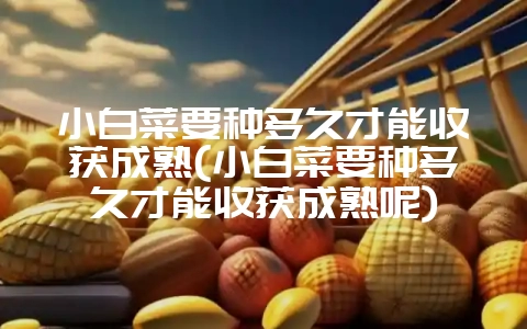 小白菜要种多久才能收获成熟(小白菜要种多久才能收获成熟呢)-会东网