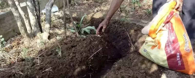 土壤中供植物生长的肥料是什么-会东网