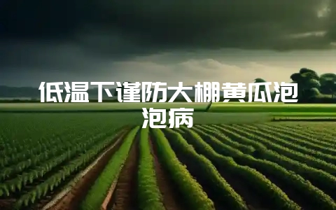 低温下谨防大棚黄瓜泡泡病-会东网