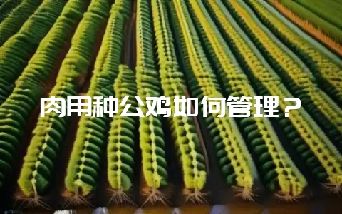 肉用种公鸡如何管理？-会东网