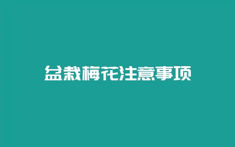 盆栽梅花注意事项-会东网