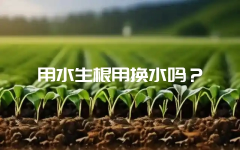 用水生根用换水吗?-会东网