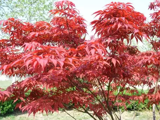 美国红枫的种植技术-会东网