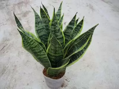 鹤望兰的功效与作用-会东网