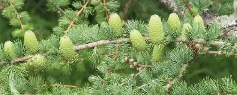 裸子植物是自养还是异养-会东网