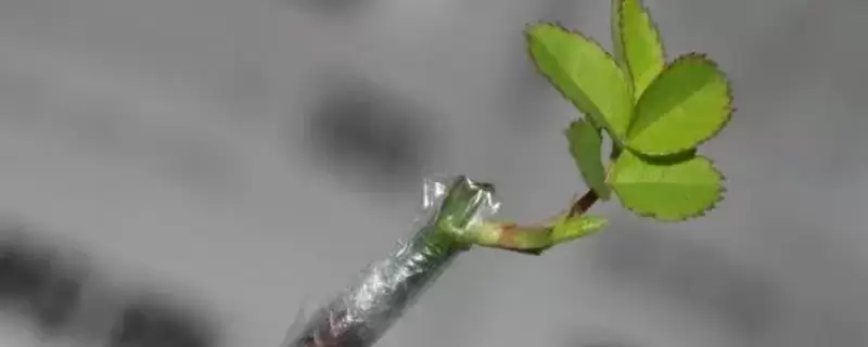 嫁接和扦插的区别-会东网