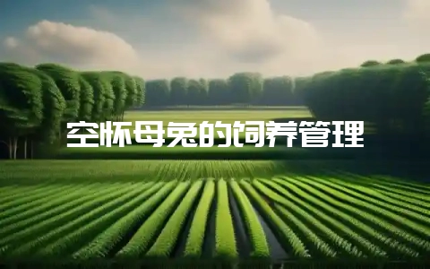 空怀母兔的饲养管理-会东网