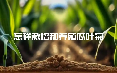 怎样栽培和养殖瓜叶菊-会东网