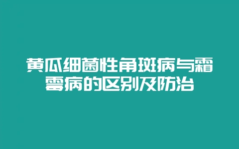 黄瓜细菌性角斑病与霜霉病的区别及防治-会东网