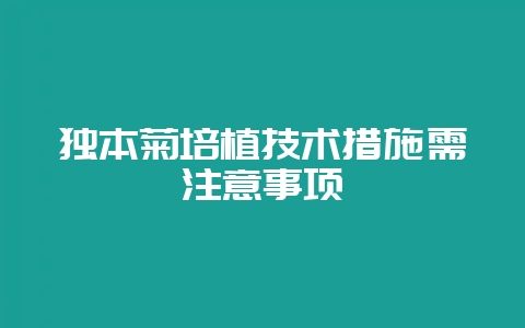 独本菊培植技术措施需注意事项-会东网