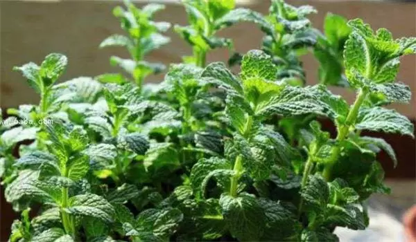留兰香种植方法简介,怎样栽培留兰香-会东网