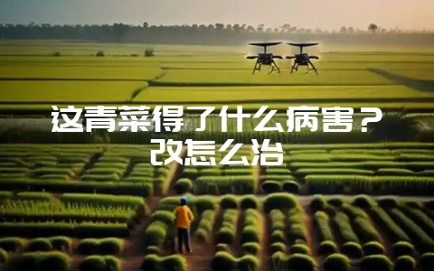 这青菜得了什么病害?改怎么治插图 这青菜得了什么病害?改怎么治插图