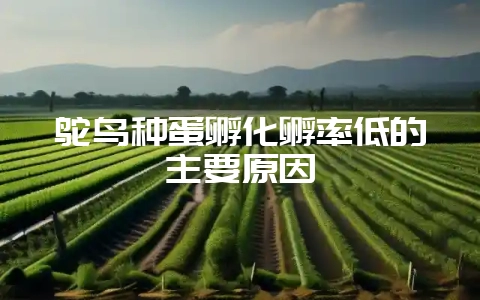 鸵鸟种蛋孵化孵率低的主要原因-会东网