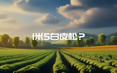 1米5白皮松？-会东网