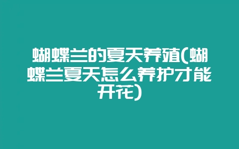 蝴蝶兰的夏天养殖(蝴蝶兰夏天怎么养护才能开花)-会东网