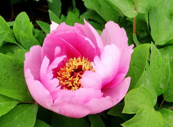 牡丹花语是什么?送牡丹花代表什么?-会东网