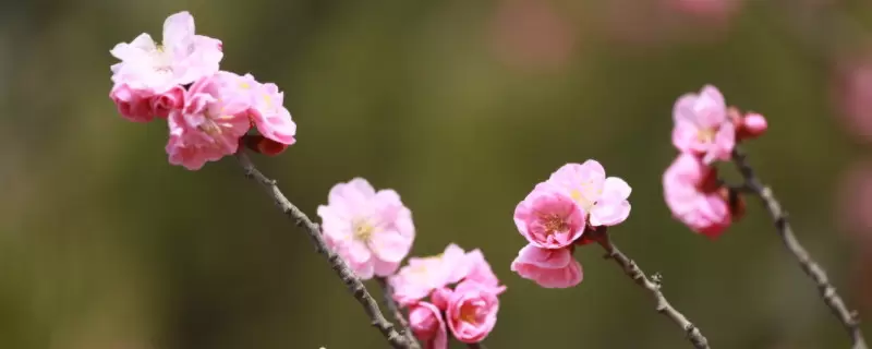梅兰竹菊的品质和象征意义-会东网