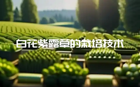 白花紫露草的栽培技术-会东网