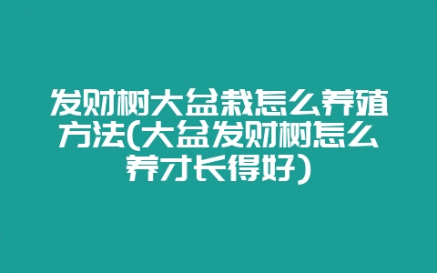 发财树大盆栽怎么养殖方法(大盆发财树怎么养才长得好)-会东网