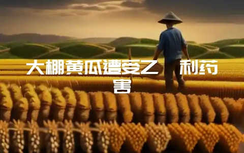 大棚黄瓜遭受乙烯利药害-会东网