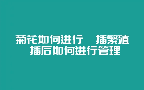 菊花如何进行扦插繁殖 插后如何进行管理-会东网