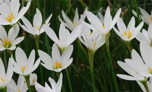 葱兰的养殖方法 葱兰什么时候开花-会东网