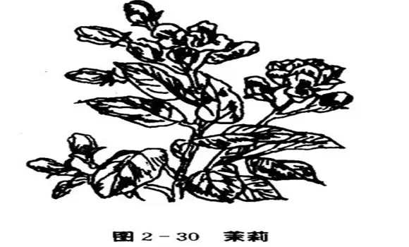 茉莉花种植技术,如何种植茉莉花-会东网