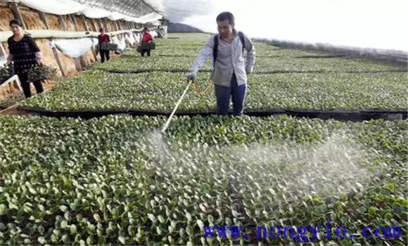 茄子种植管理注意事项-会东网
