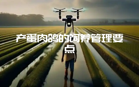 产蛋肉鸽的饲养管理要点-会东网