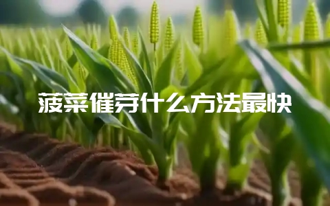菠菜催芽什么方法最快-会东网