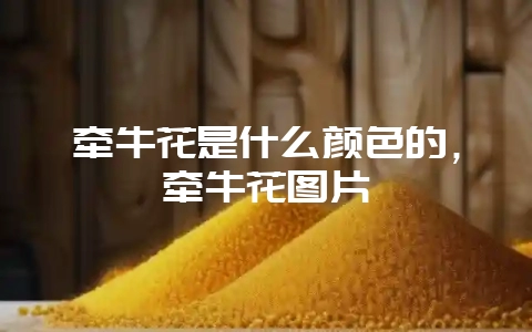 牵牛花是什么颜色的，牵牛花图片-会东网