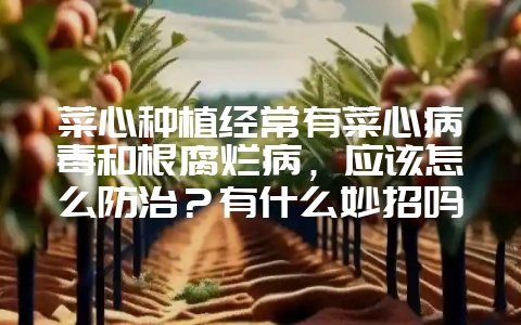 菜心种植经常有菜心病毒和根腐烂病，应该怎么防治？有什么妙招吗？-会东网