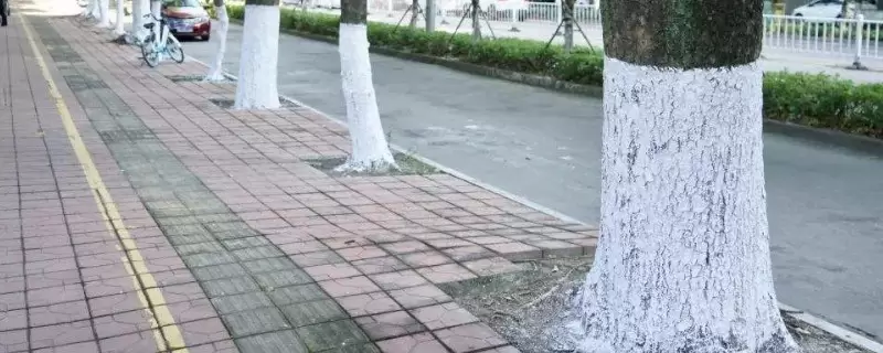 树为什么要涂一层白色-会东网