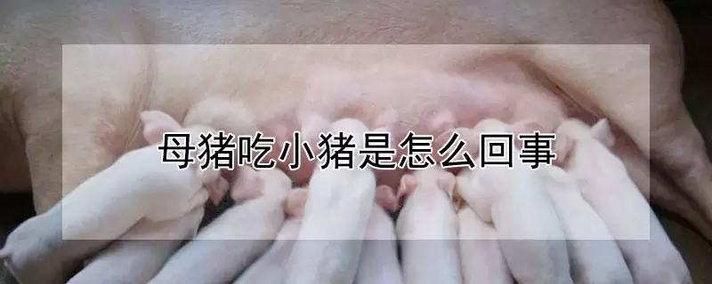 母猪吃小猪是怎么回事-会东网