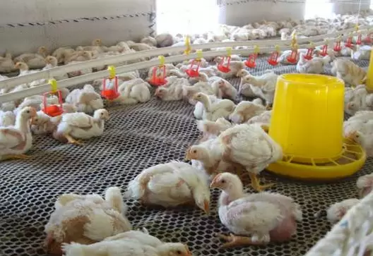 肿头肿脸的预防,于治疗-会东网