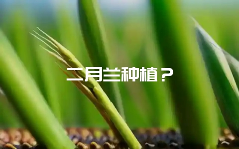 二月兰种植?插图 二月兰种植?插图